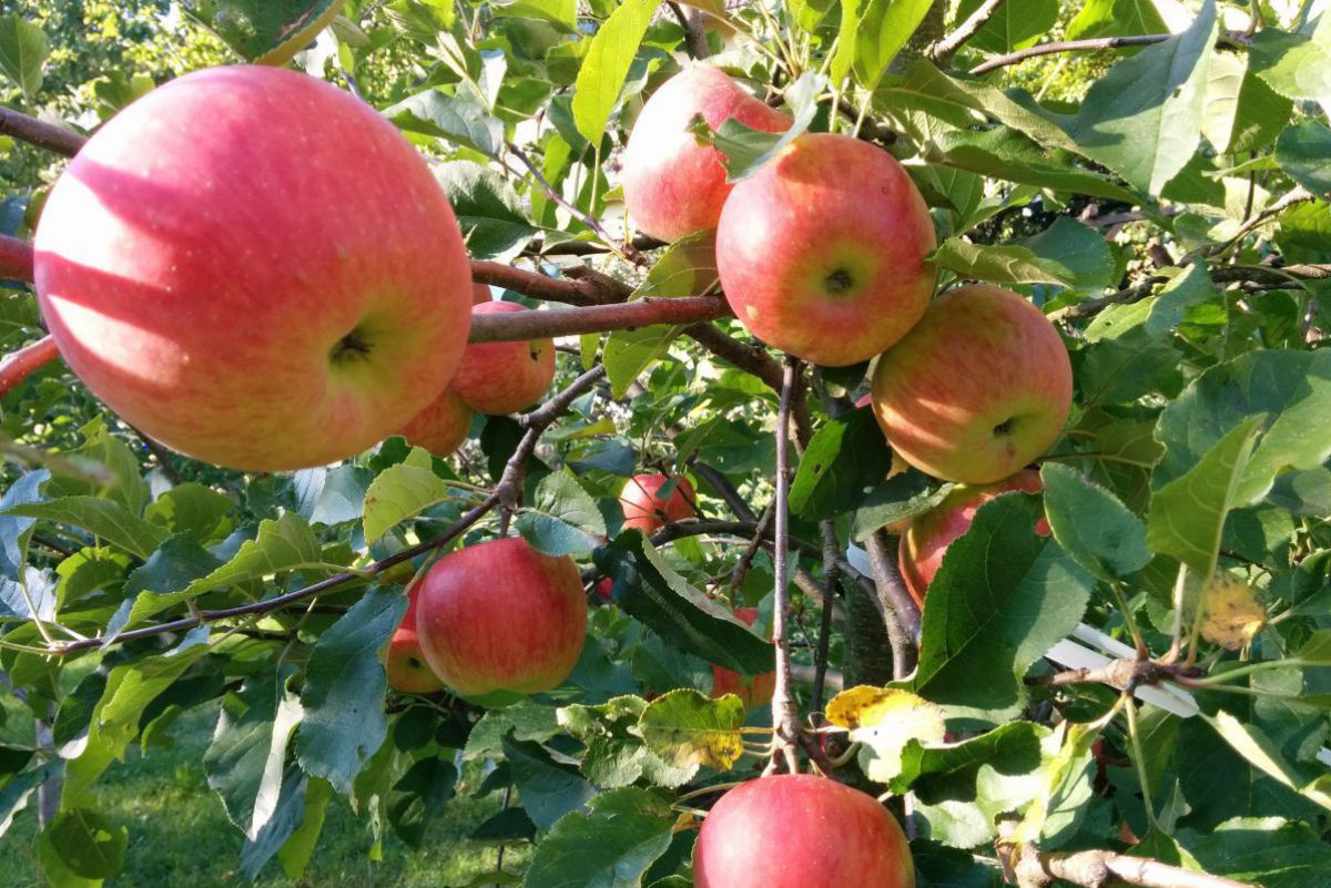 Mein Taglicher Apfel So Schmeckt Niederosterreich