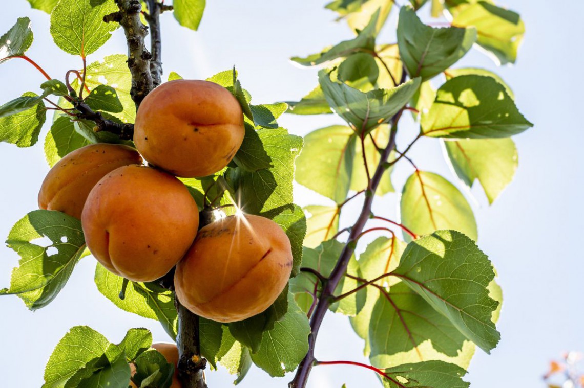 Marillen auf Baum