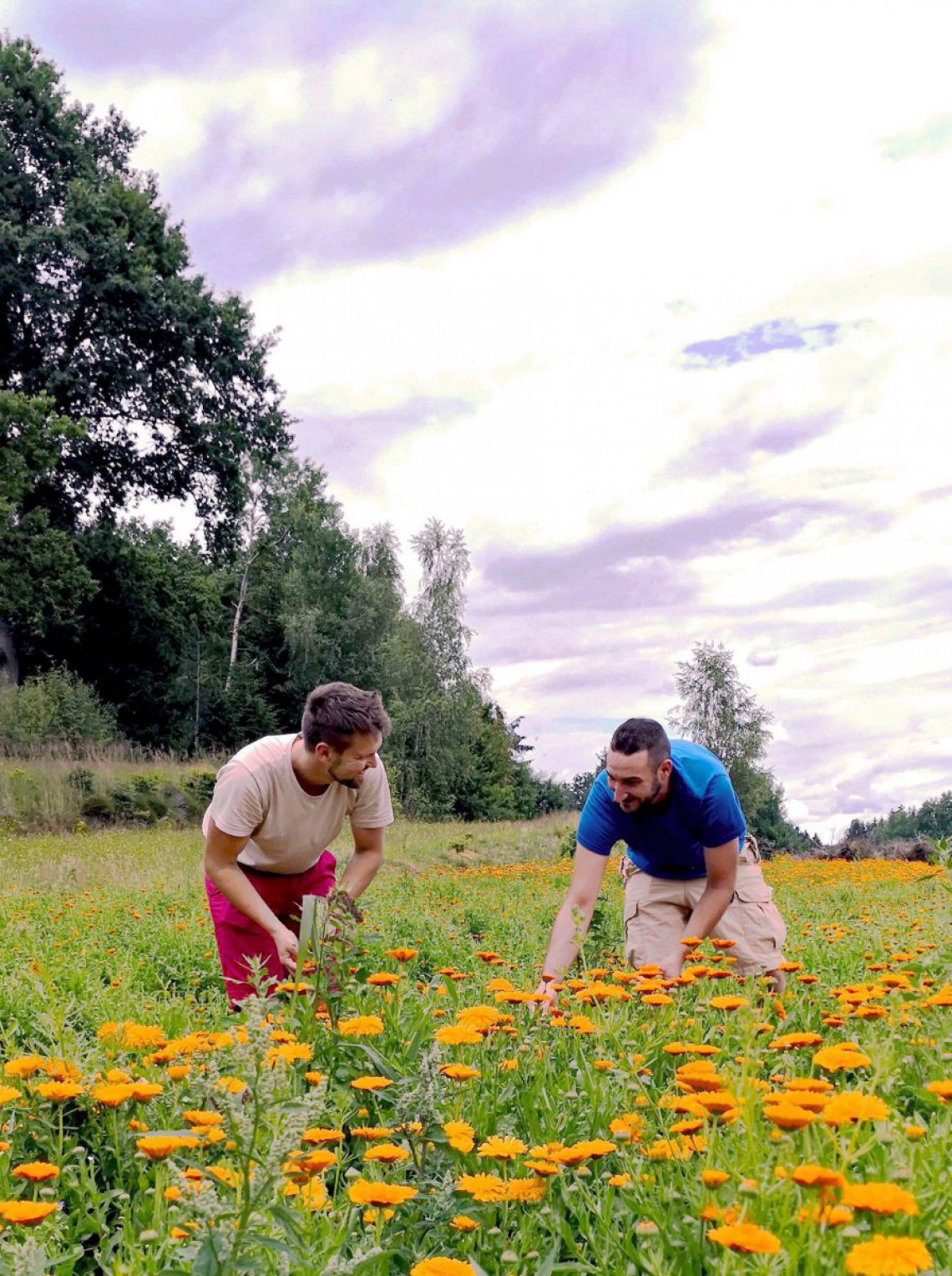 Kräuterhof Zach, Familie Zach bei der Ernte am Ringelblumenfeld