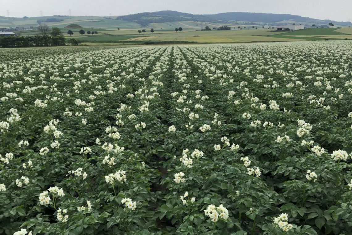 Bauernhof Weinrichter, Kartoffelfeld in Blüte