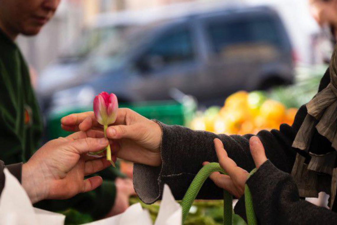 Blatt und Knolle, zwei Hände halten eine Tulpe