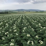 Bild anzeigen: Bauernhof Weinrichter, Kartoffelfeld in Blüte