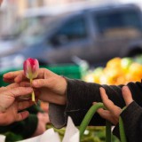 Bild anzeigen: Blatt und Knolle, zwei Hände halten eine Tulpe