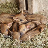 Bild anzeigen: Alpakahof Theresienfeld, Ferkel