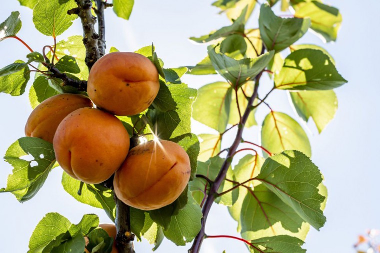 Marillen auf Baum